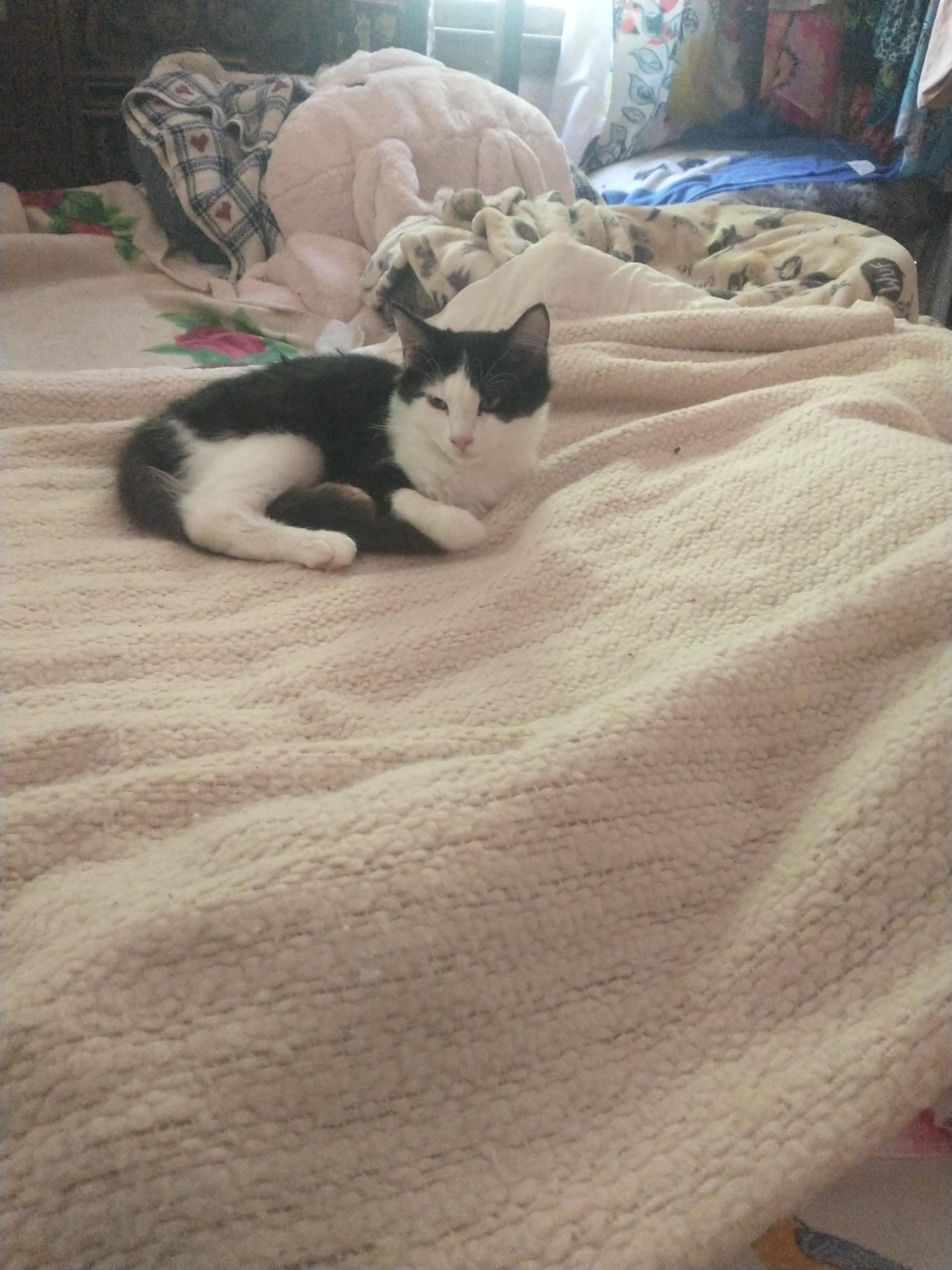 Angel. and. Ace, a Adoptable American Shorthair in Staunton, VA image 3/6