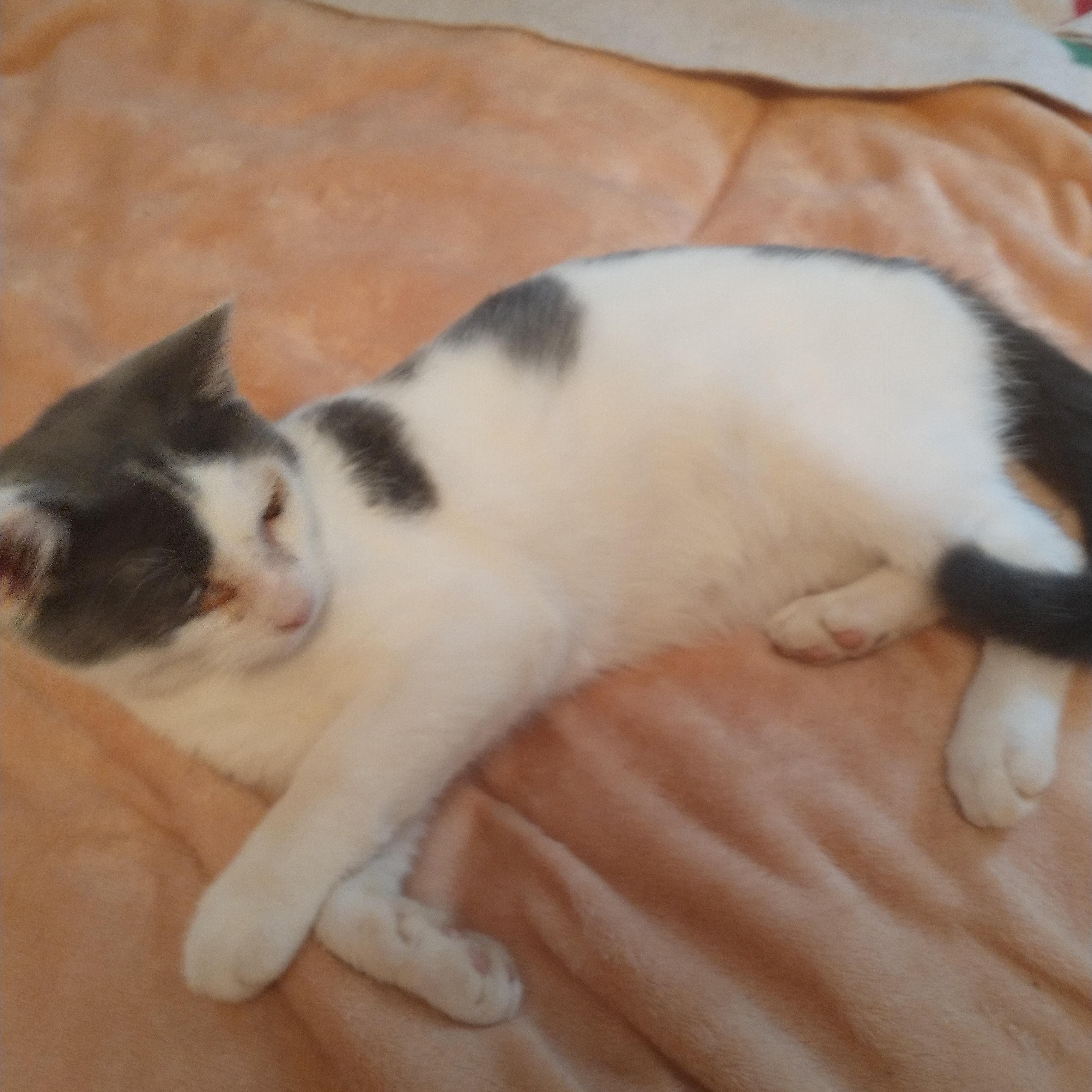 Angel. and. Ace, a Adoptable American Shorthair in Staunton, VA image 4/6