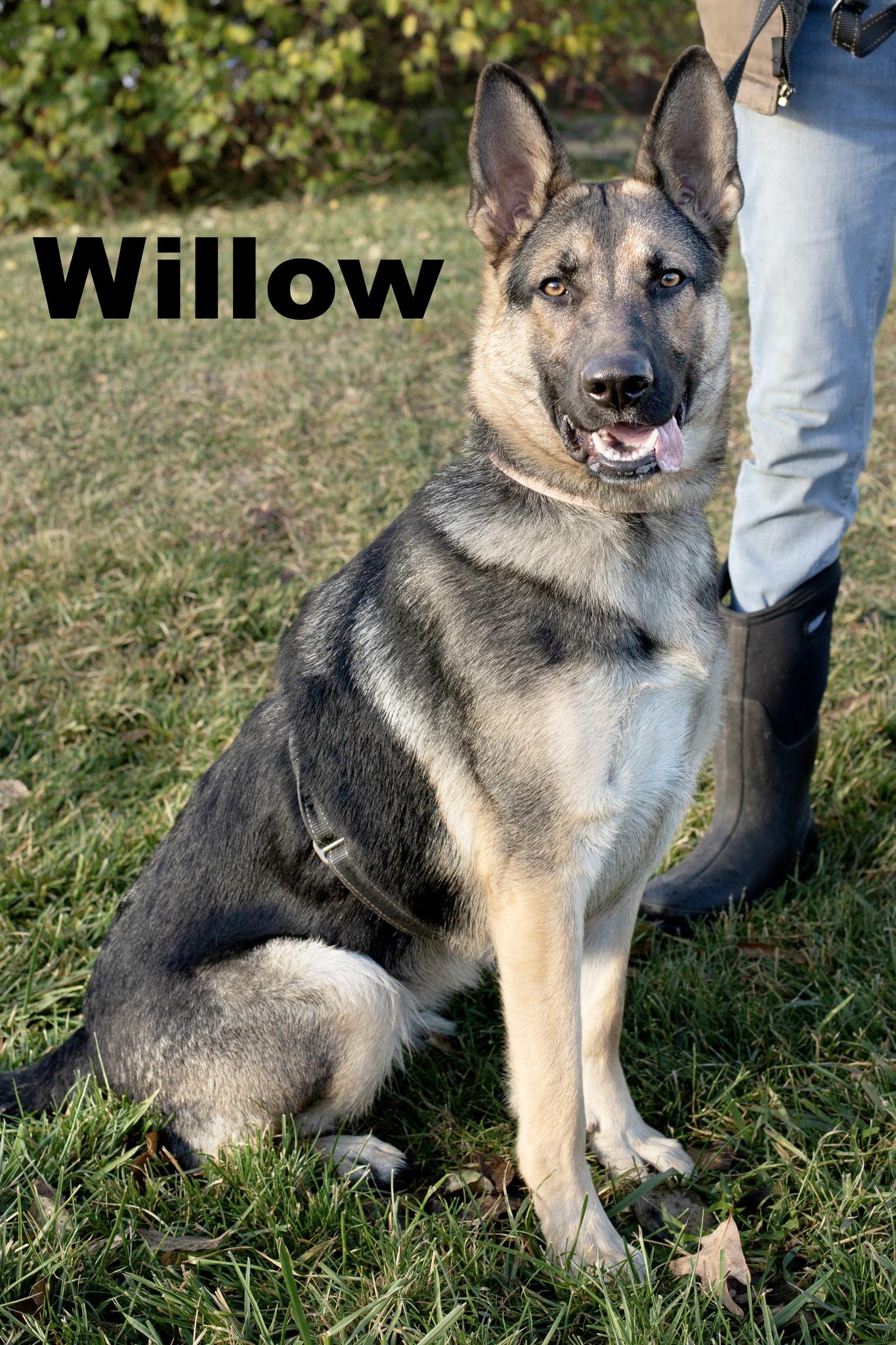 Enlarge Willow, a Adopted German Shepherd Dog in Macomb, IL image 1/1