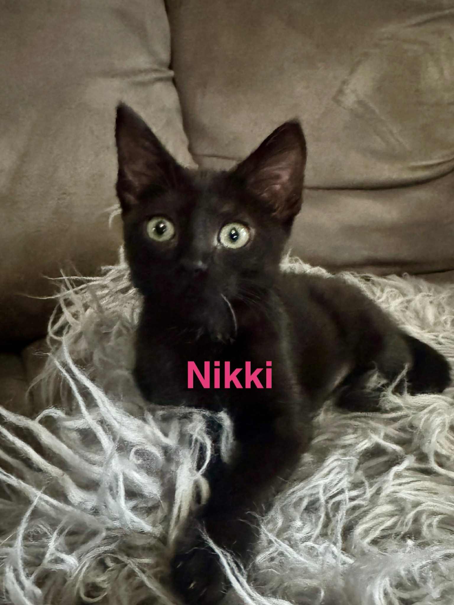 Nikki, Adopted, Young Female Domestic Short Hair.