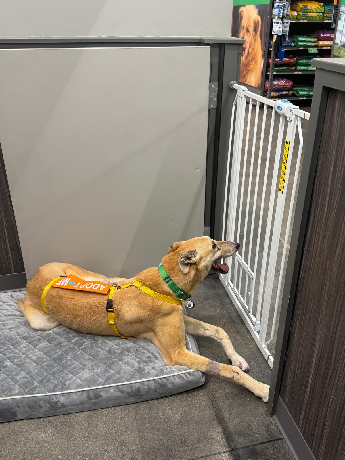 Enlarge Ryder , a ADOPTABLE Greyhound in Winter Park, FL image 1/2