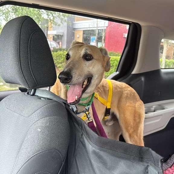 Enlarge Ryder , a ADOPTABLE Greyhound in Winter Park, FL image 2/2