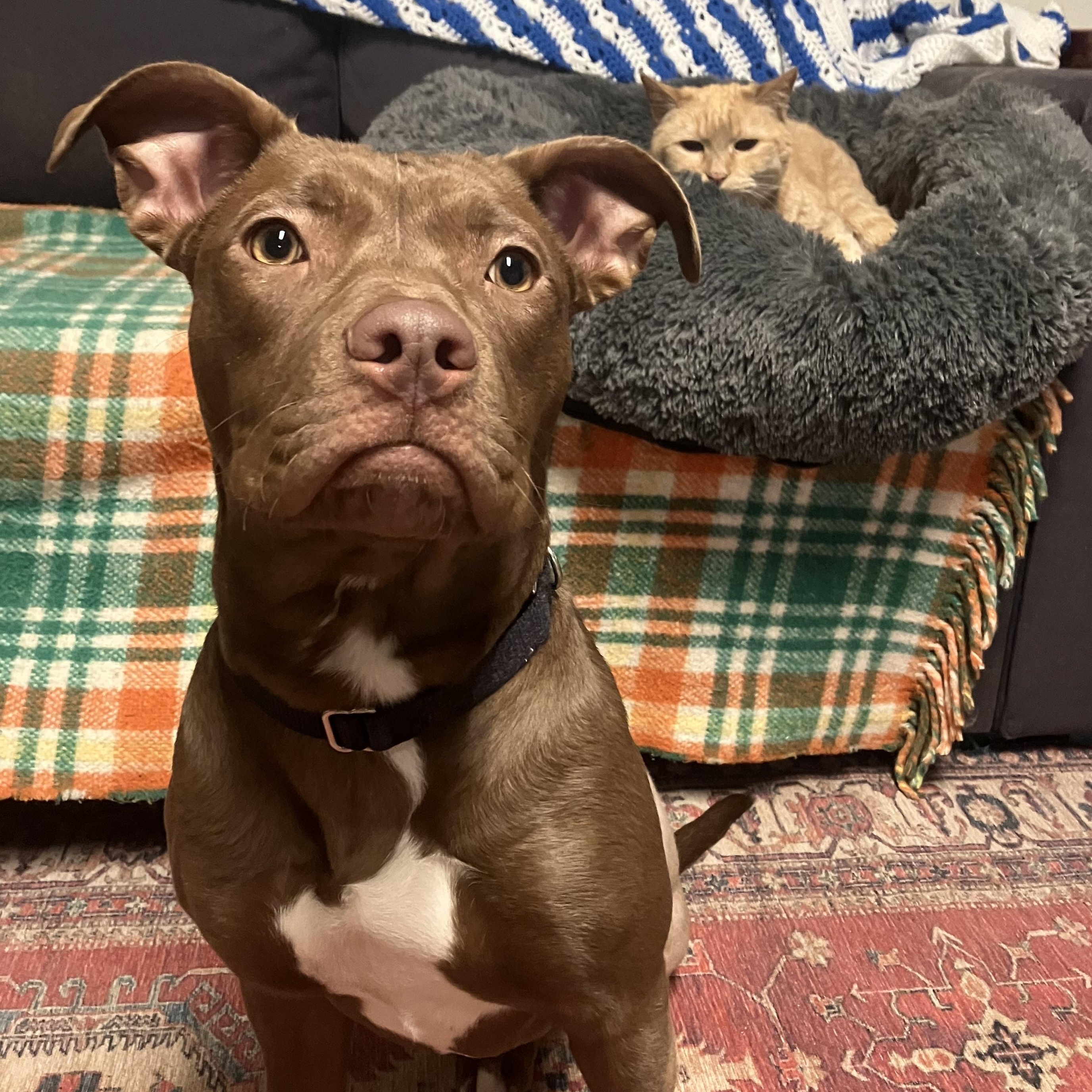 Enlarge Praline, an adopted Pit Bull Terrier in Portland, OR image 5/6