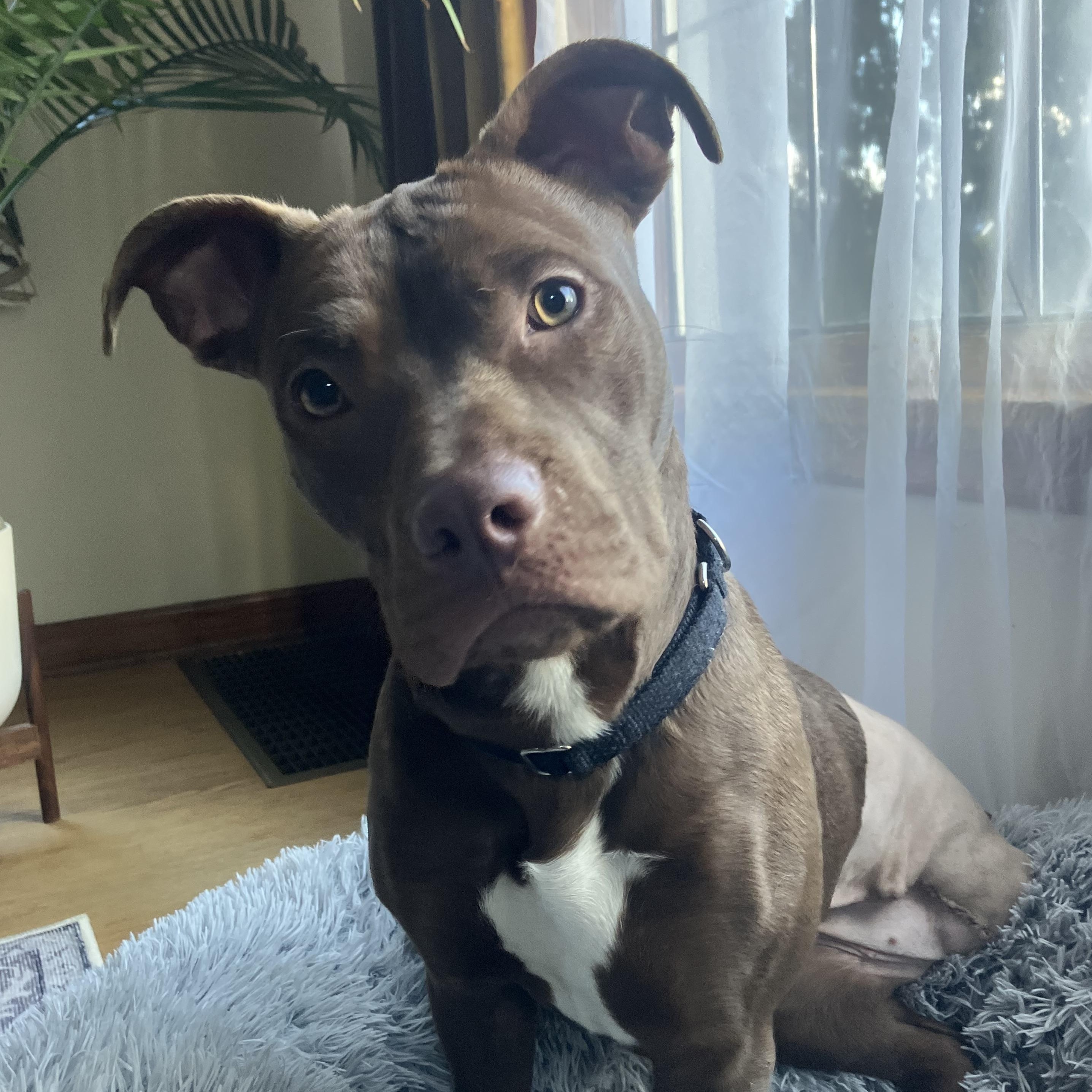 Enlarge Praline, an adopted Pit Bull Terrier in Portland, OR image 4/6