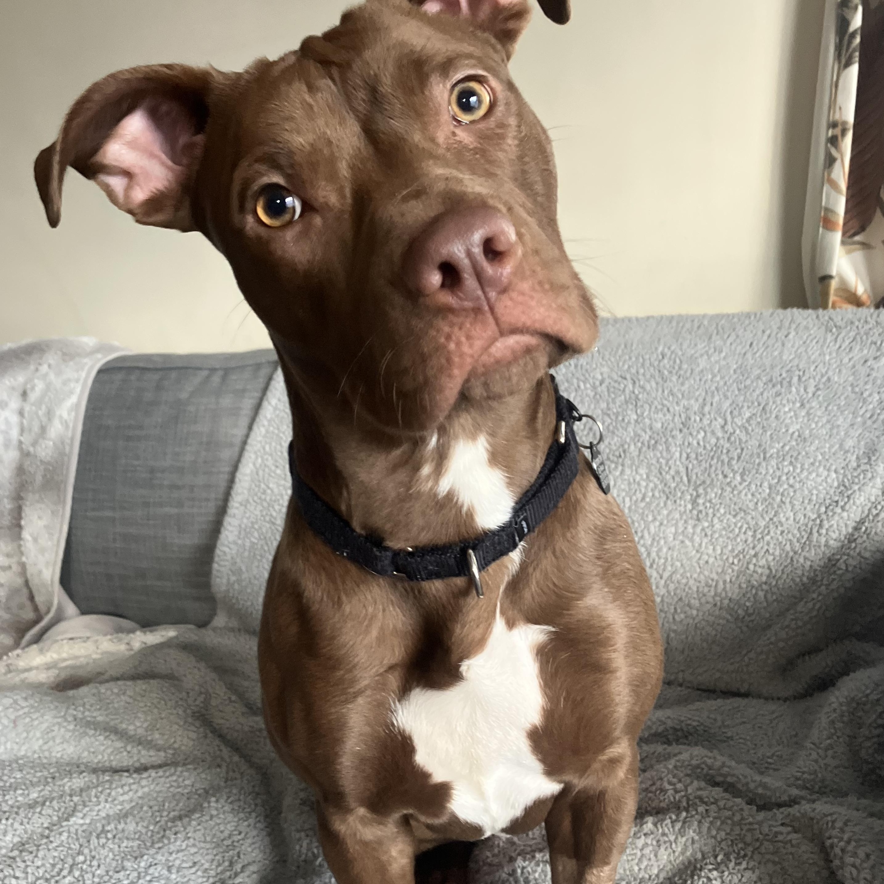 Enlarge Praline, an adopted Pit Bull Terrier in Portland, OR image 2/6