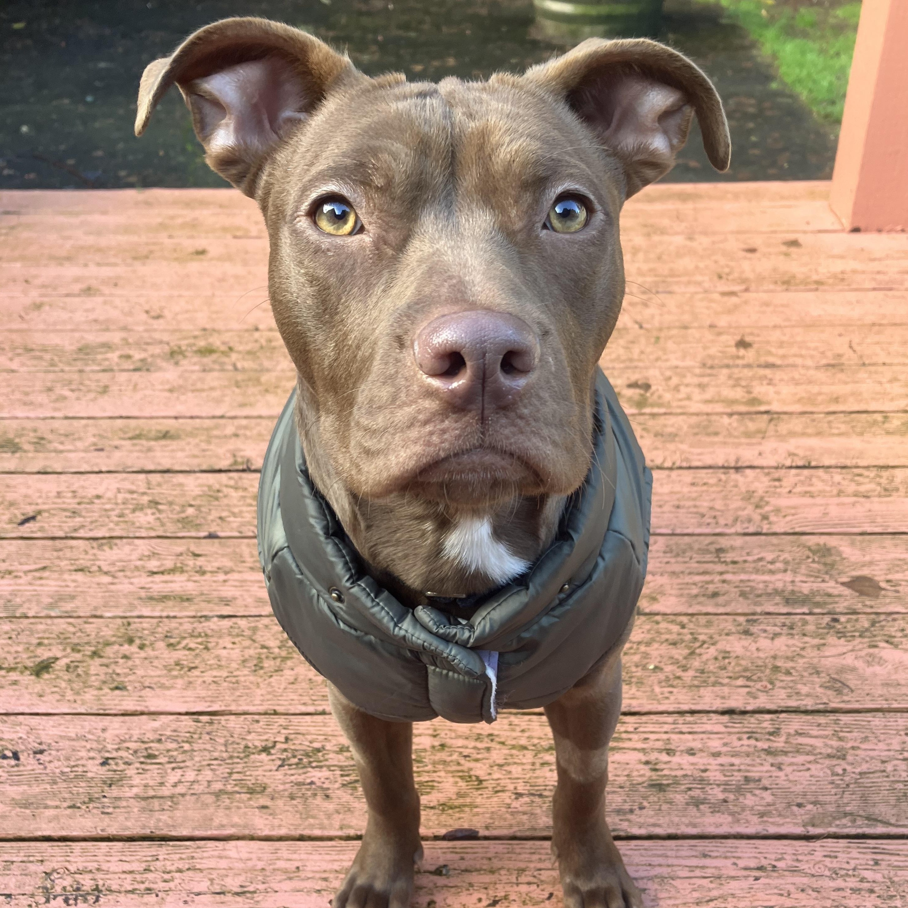 Praline, adopted, Young Female Pit Bull Terrier.
