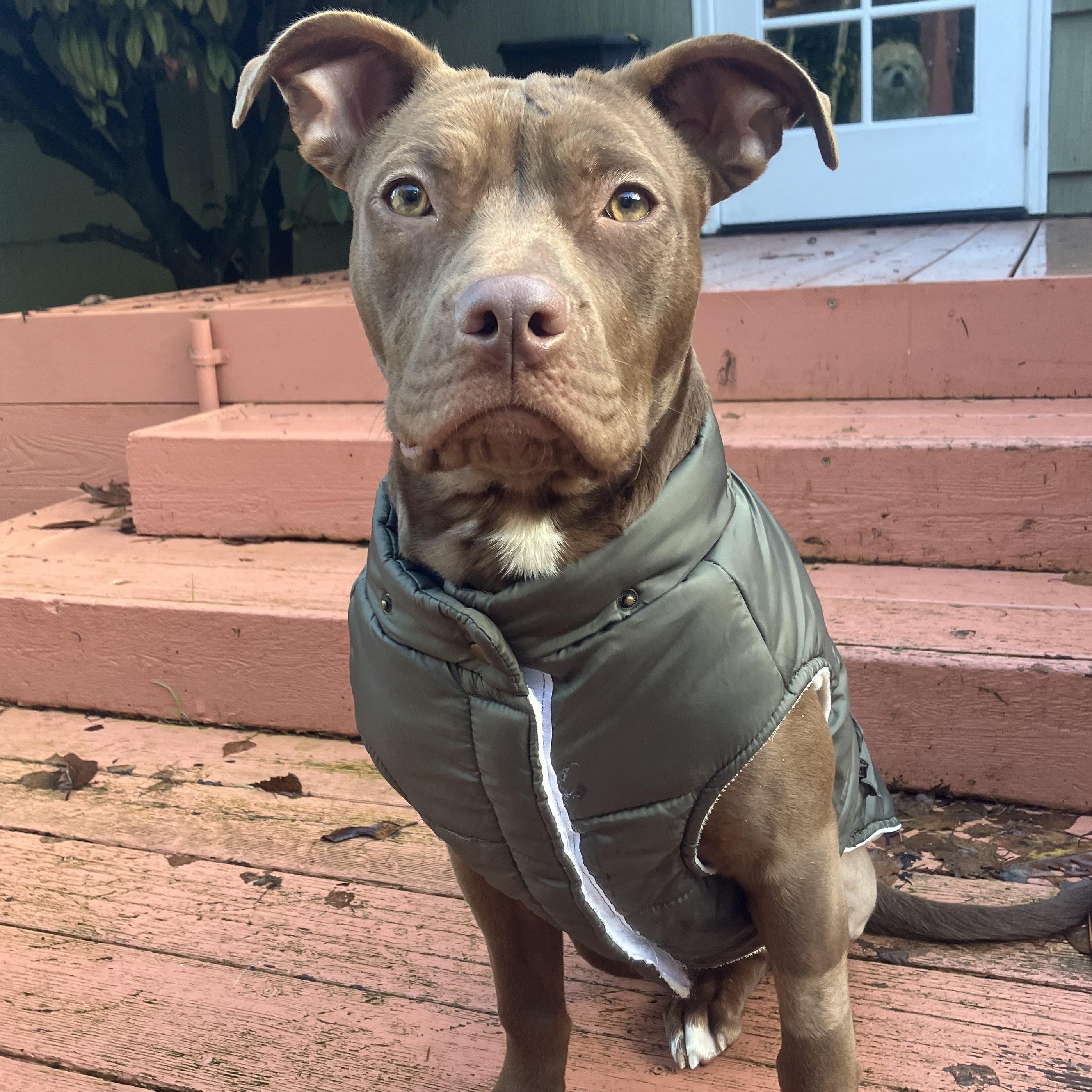 Enlarge Praline, an adopted Pit Bull Terrier in Portland, OR image 6/6