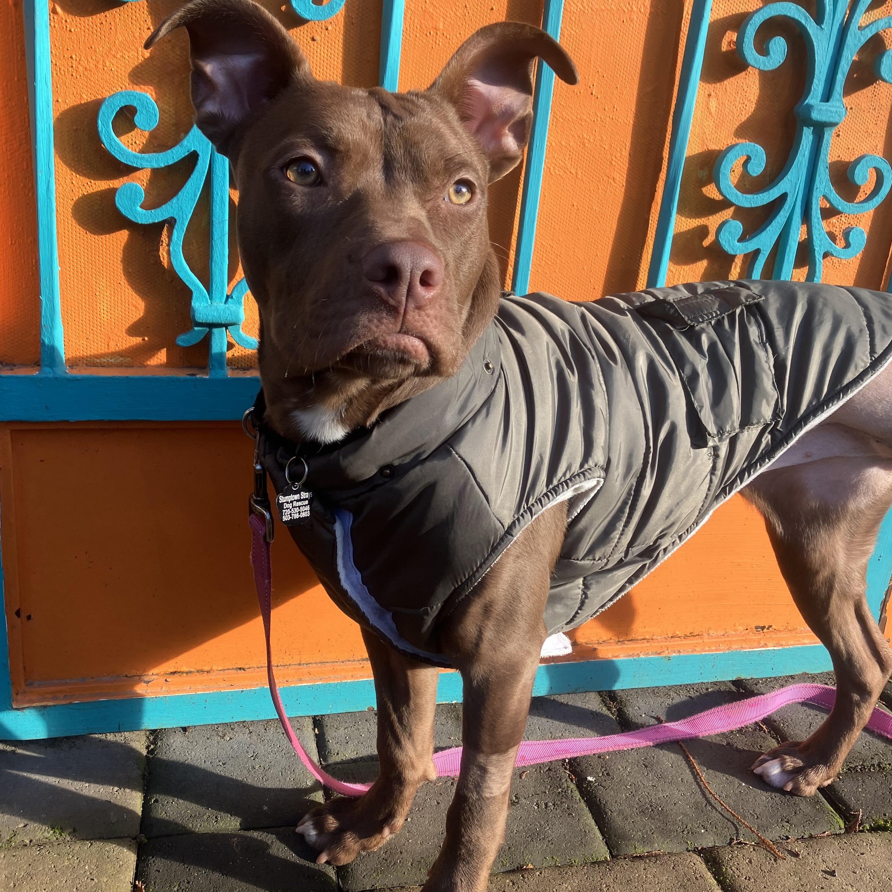 Enlarge Praline, an adopted Pit Bull Terrier in Portland, OR image 3/6