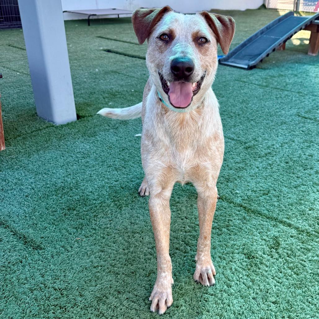 Enlarge Biscuit , a ADOPTABLE mixed breed in Las Vegas, NV image 3/3