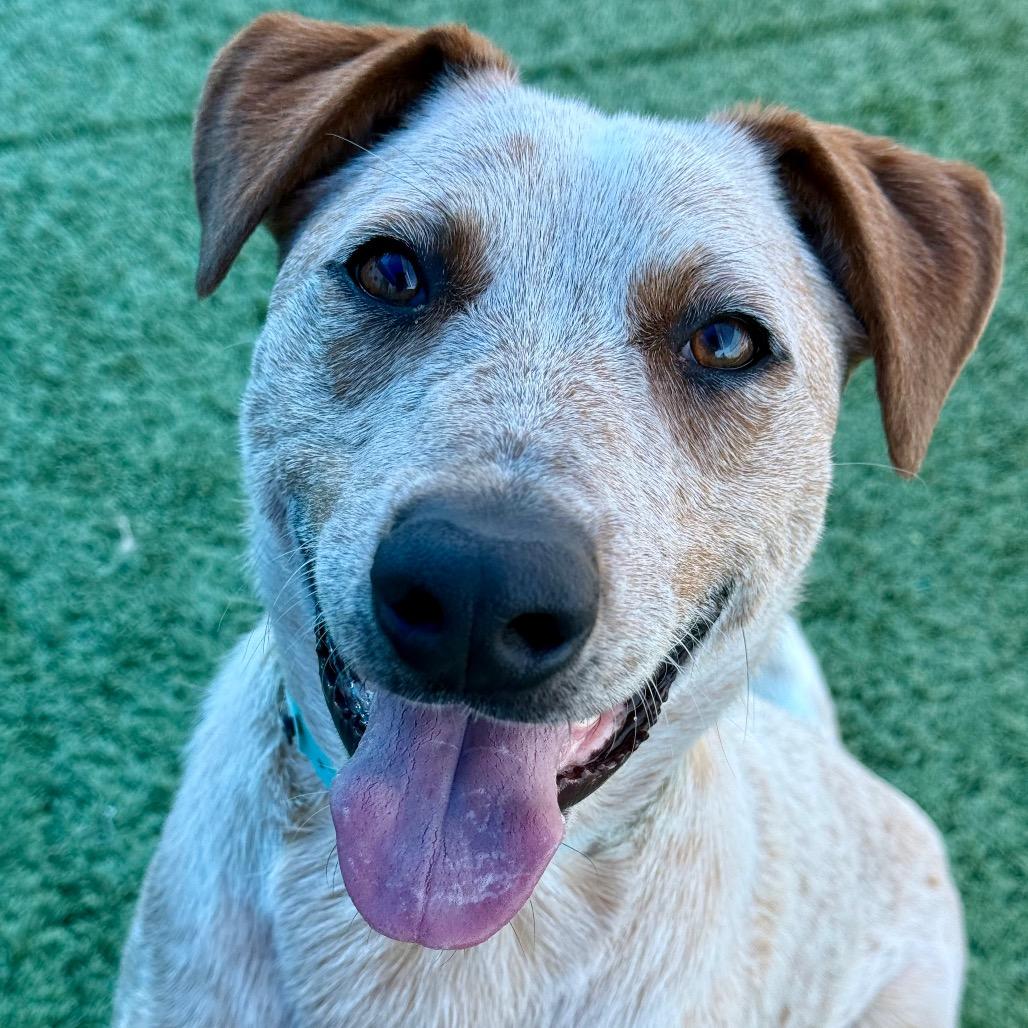 Biscuit , ADOPTABLE, Adult Male Australian Cattle Dog / Blue Heeler.