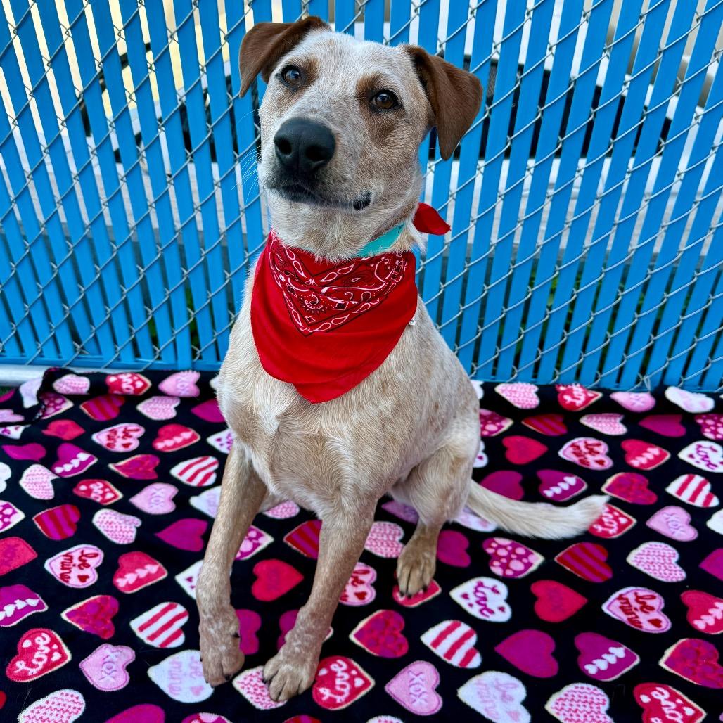 Enlarge Biscuit , a ADOPTABLE mixed breed in Las Vegas, NV image 2/3
