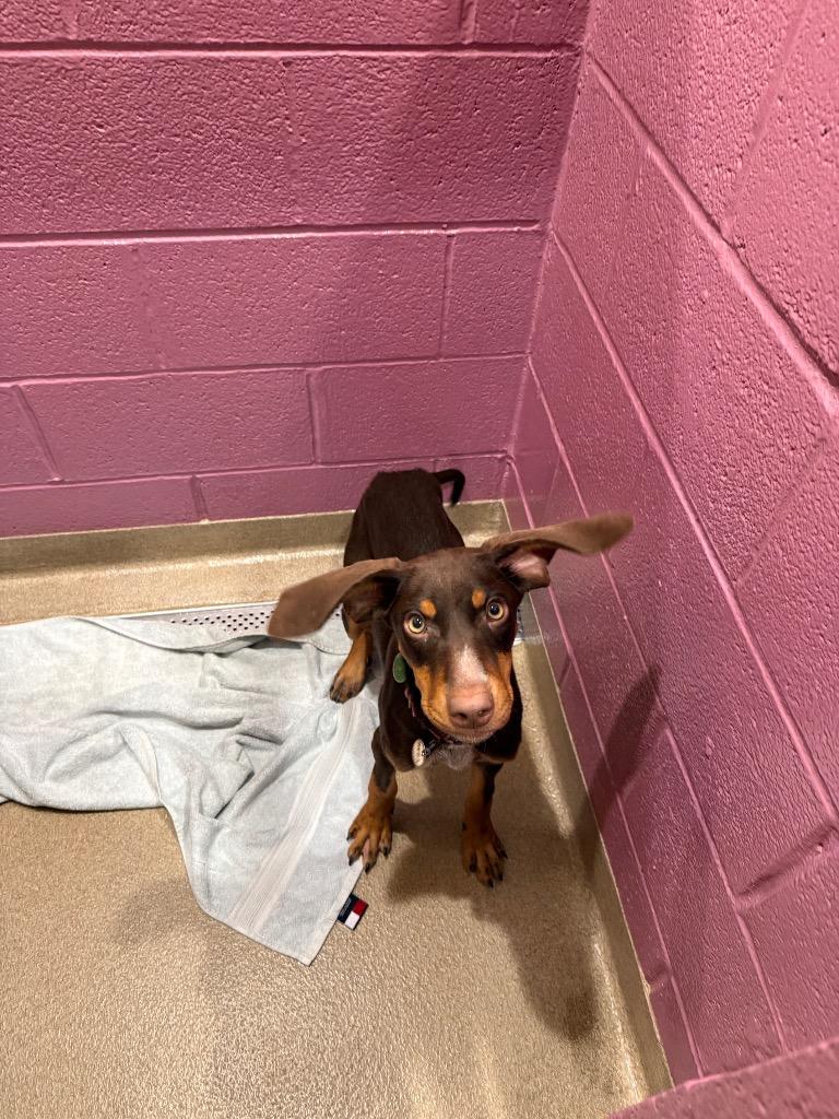 Reba, Adoptable, Puppy Female Hound.