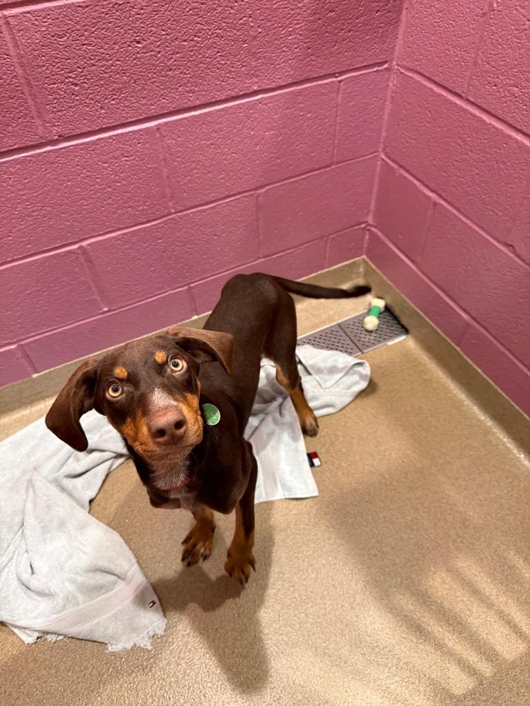 Enlarge Reba, a Adoptable mixed breed in North Syracuse, NY image 2/6