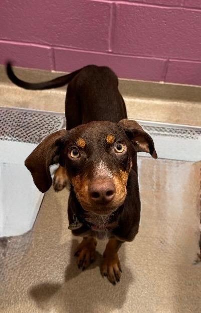 Enlarge Reba, a Adoptable mixed breed in North Syracuse, NY image 3/6