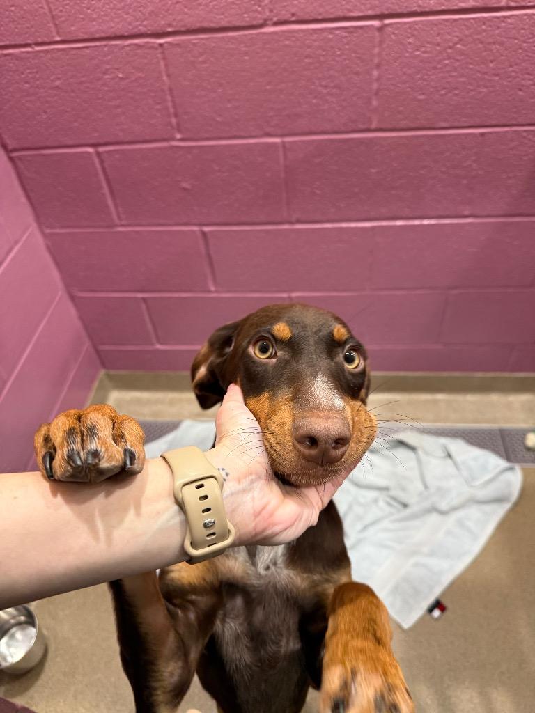 Enlarge Reba, a Adoptable mixed breed in North Syracuse, NY image 4/6