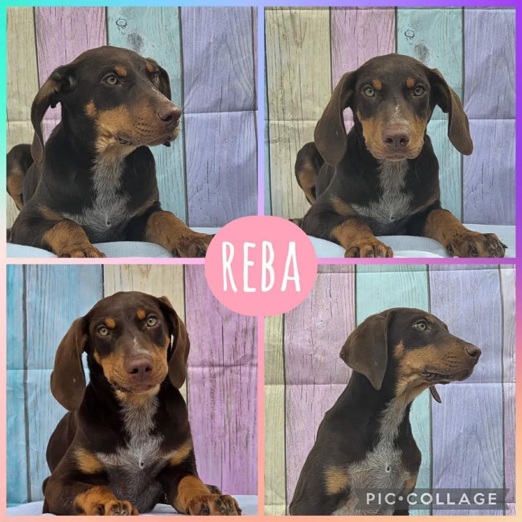 Enlarge Reba, a Adoptable mixed breed in North Syracuse, NY image 5/6