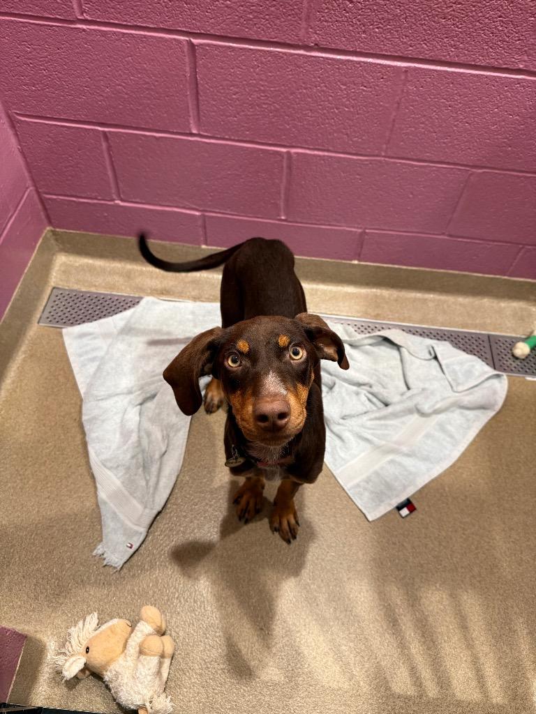 Enlarge Reba, a Adoptable mixed breed in North Syracuse, NY image 6/6