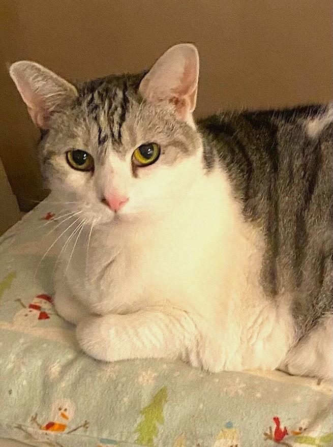 Enlarge PRECIOUS KITTY, a Adoptable mixed breed in Huntington, NY image 2/2