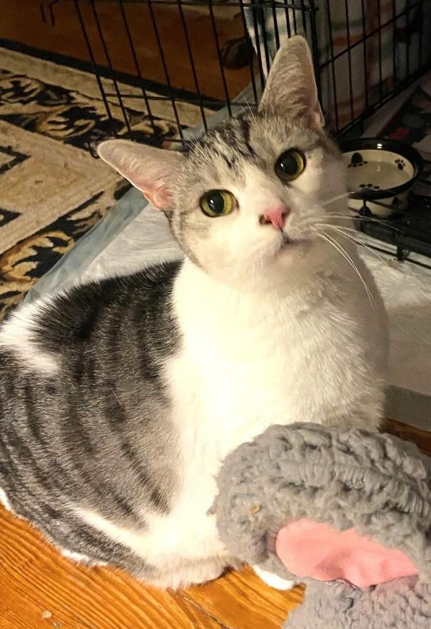 Enlarge PRECIOUS KITTY, a Adoptable mixed breed in Huntington, NY image 1/2