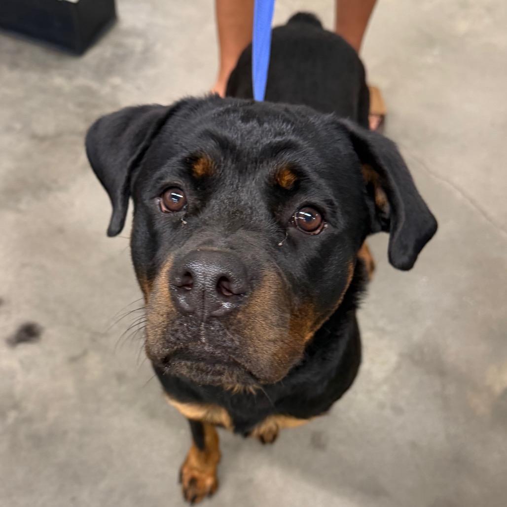 Kina, Adoptable, Young Female Rottweiler & Rottweiler.