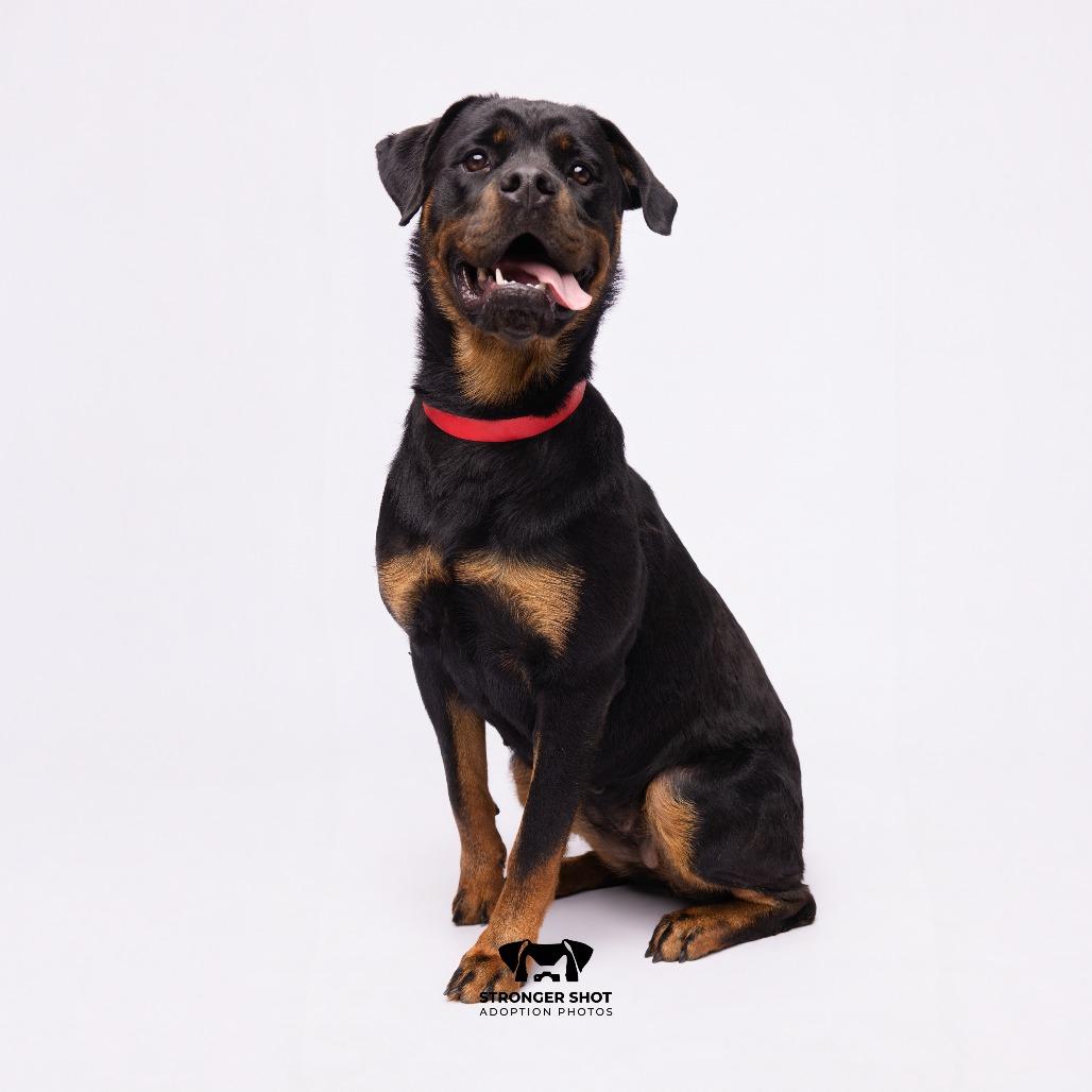 Enlarge Kina, a Adoptable mixed breed in Tampa, FL image 2/3