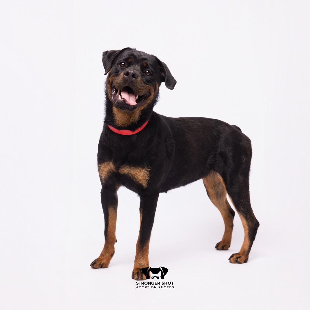 Enlarge Kina, a Adoptable mixed breed in Tampa, FL image 3/3