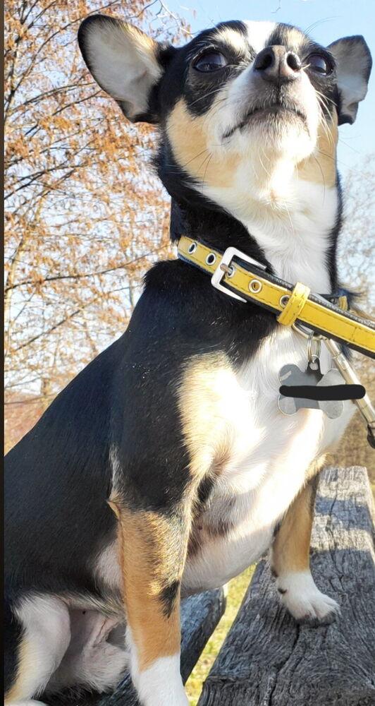 Winslow, Adoptable, Adult Male Chihuahua.