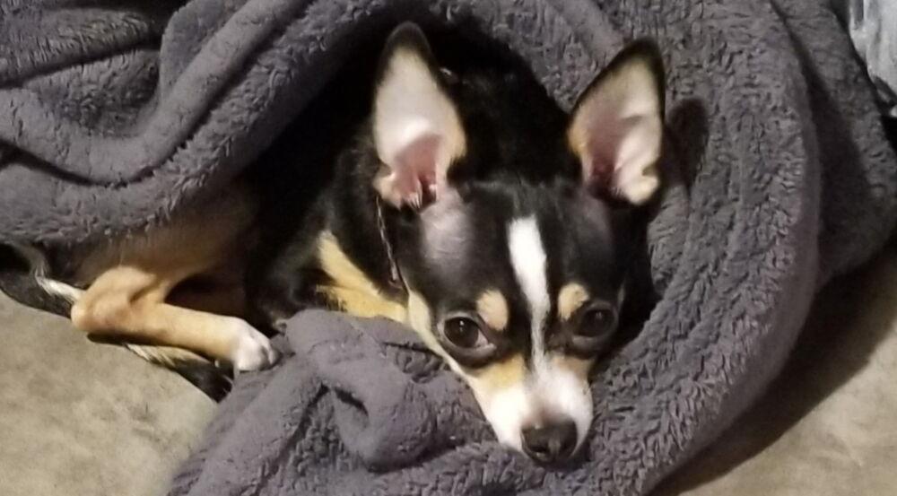 Enlarge Winslow, a Adoptable Chihuahua in Irwin, PA image 2/2