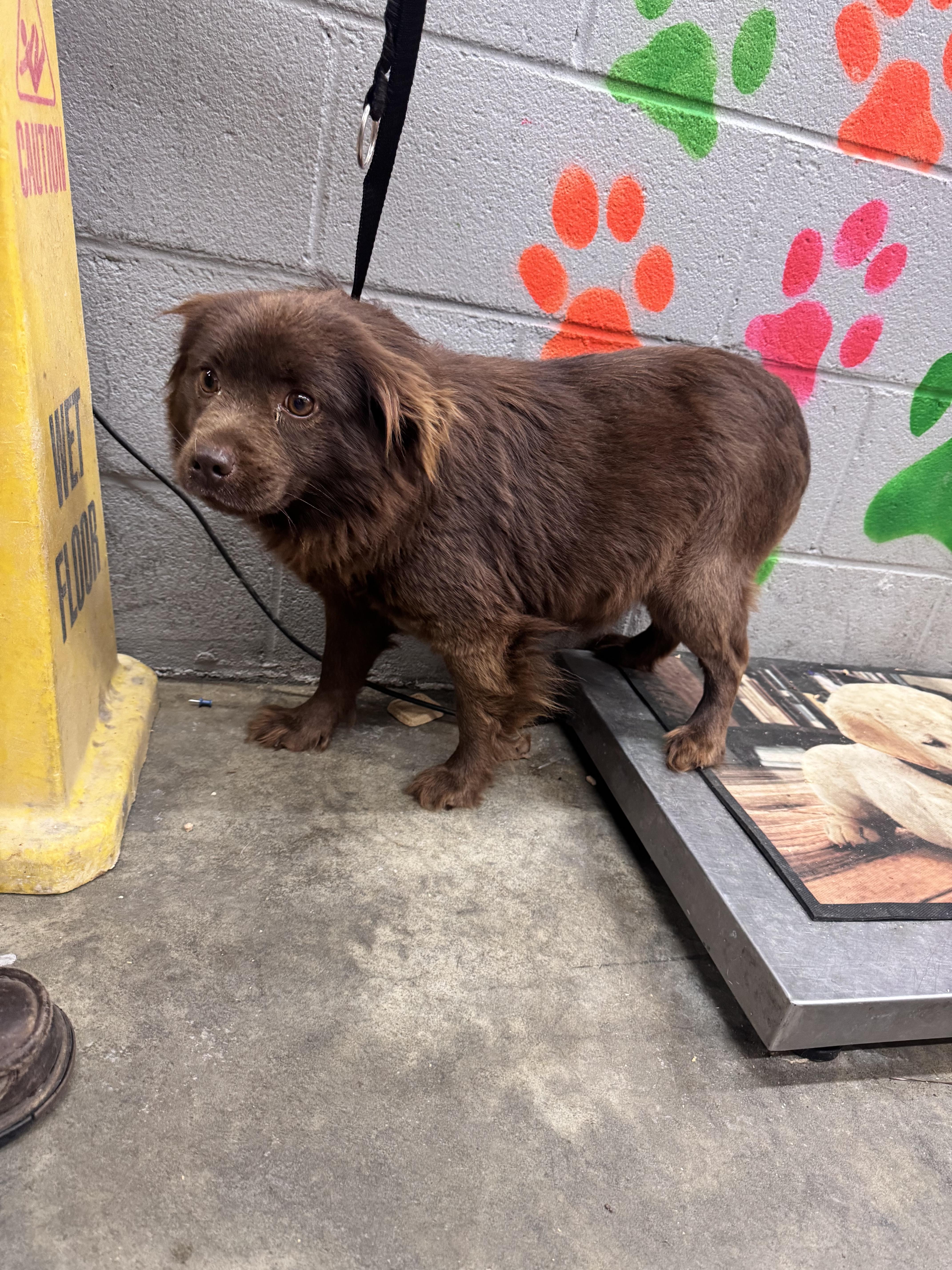 Enlarge Wilma, an adopted Mixed Breed in Elizabethtown, NC image 1/1