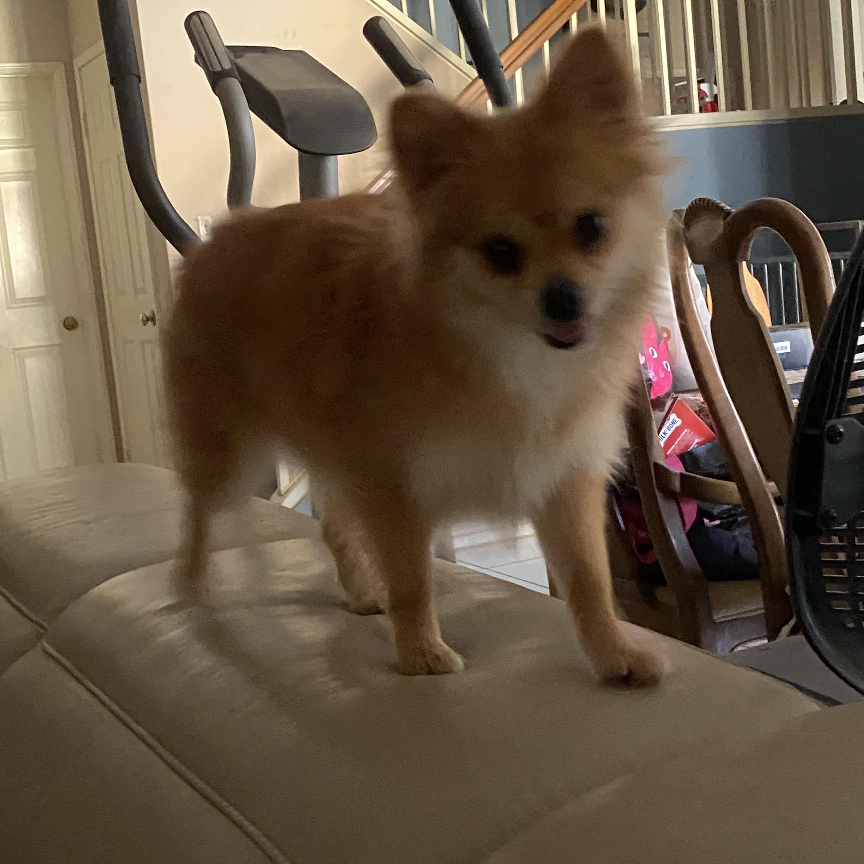 Pom Pom, a ADOPTABLE Pomeranian in Moreno Valley, CA image 2/5