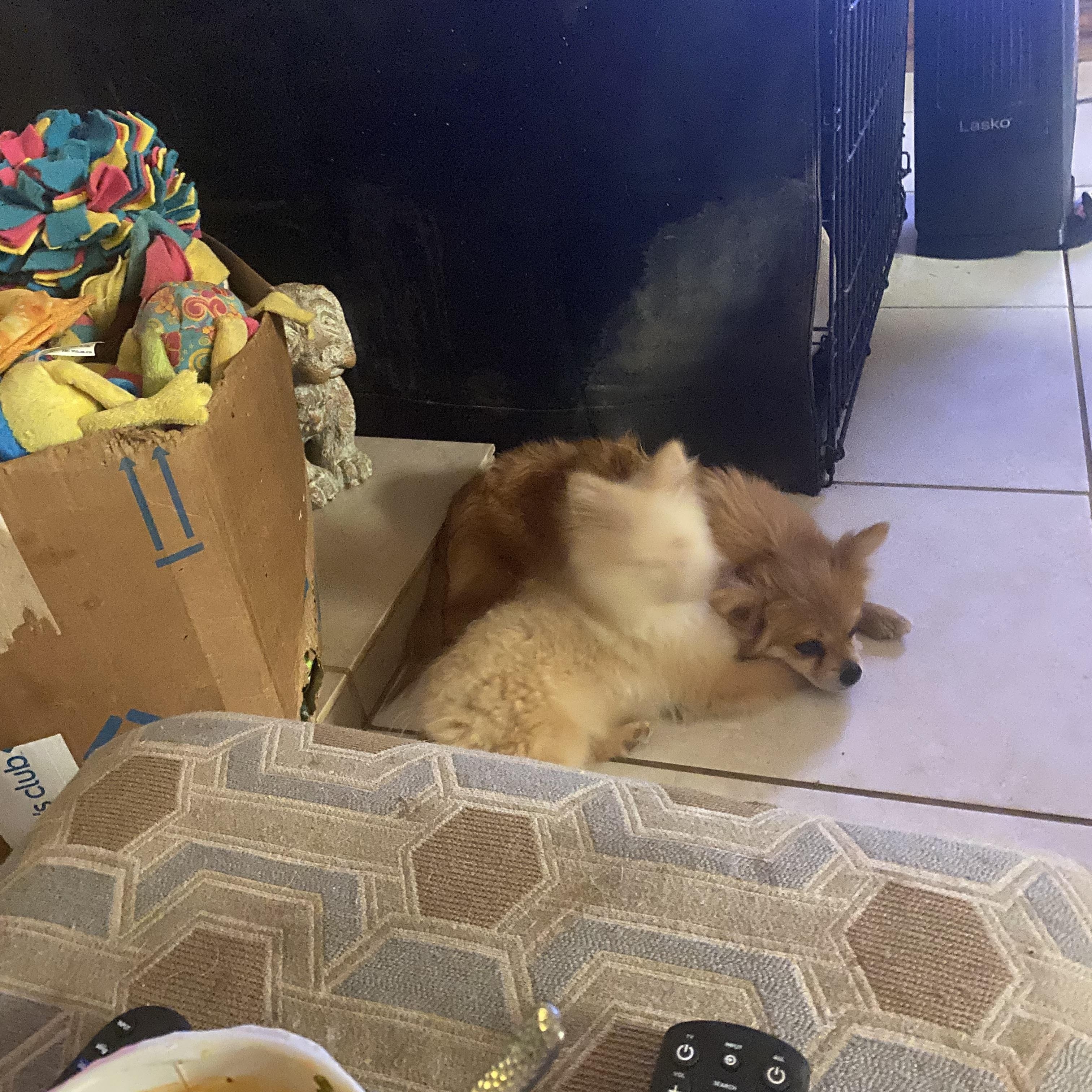 Pom Pom, a ADOPTABLE Pomeranian in Moreno Valley, CA image 4/5