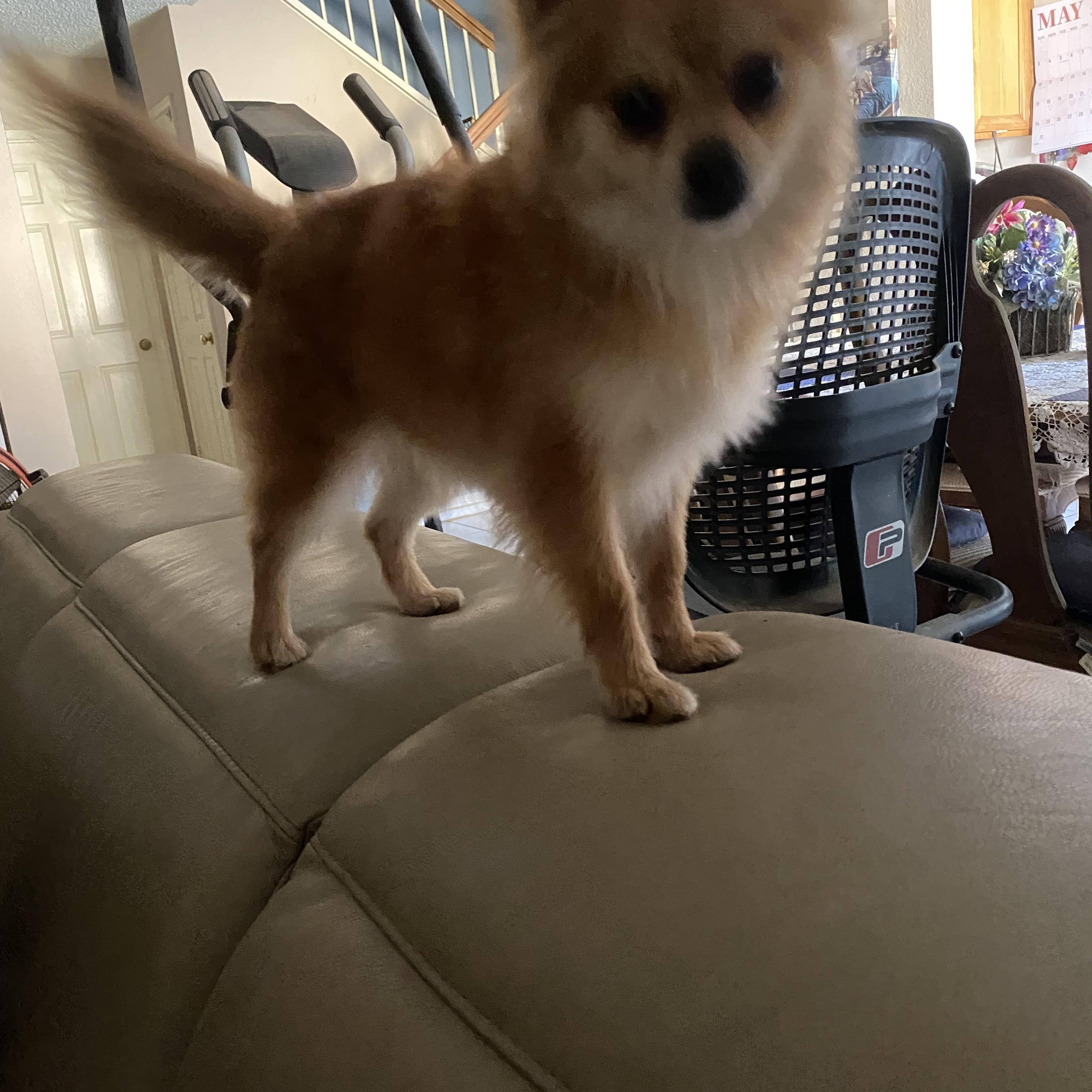 Pom Pom, a ADOPTABLE Pomeranian in Moreno Valley, CA image 5/5