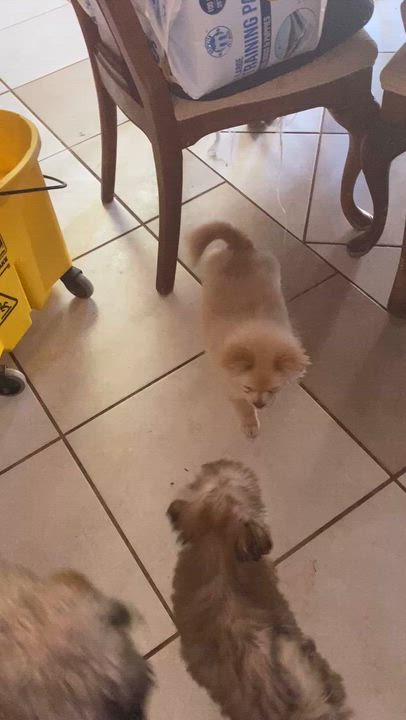 Enlarge Pom Pom, a ADOPTABLE Pomeranian in Moreno Valley, CA video 3/5