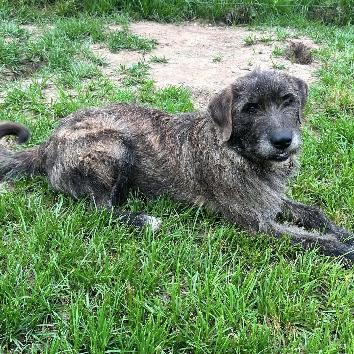 Beau (20260710-02), an adopted mixed breed in Niagara on the Lake, ON image 2/3