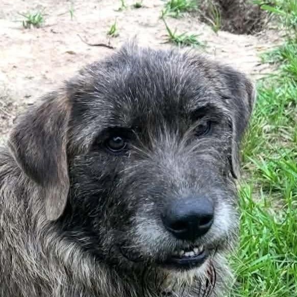 Beau (20260710-02), adopted, Adult Male Irish Wolfhound.