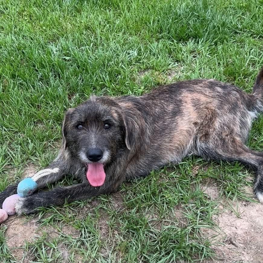 Beau (20260710-02), an adopted mixed breed in Niagara on the Lake, ON image 3/3
