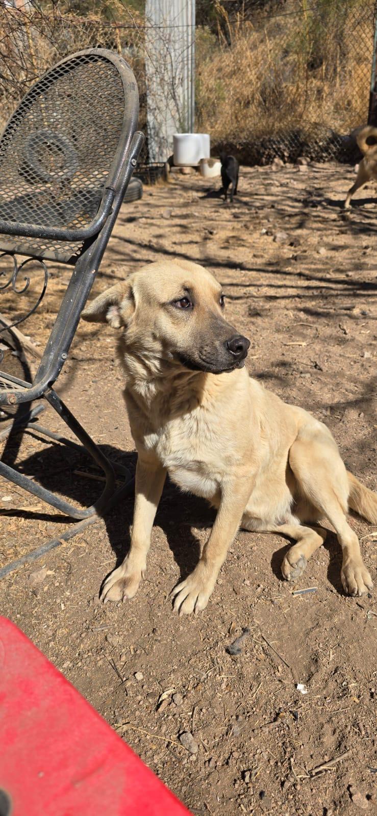 Lilo, Adult Male unknown