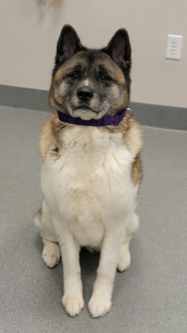 Yukon, Adoptable, Adult Female Akita.