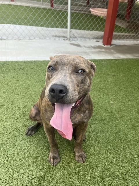 Phoebe, ADOPTABLE, Young Female Boxer.