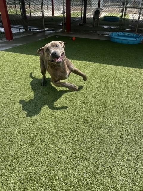 Phoebe, a ADOPTABLE Boxer in Fayetteville, AR image 5/5