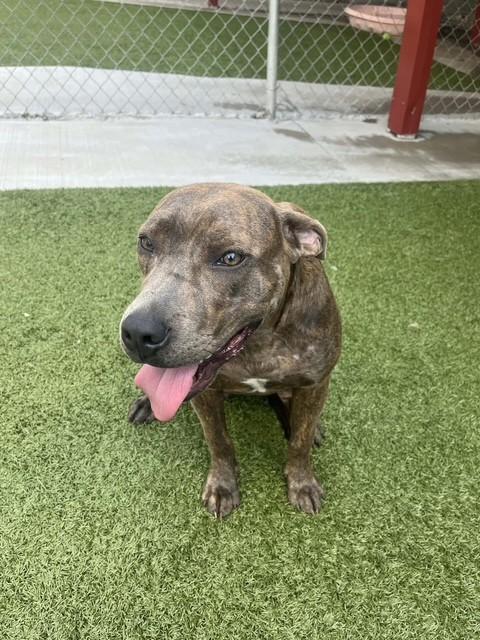 Phoebe, a ADOPTABLE Boxer in Fayetteville, AR image 2/5