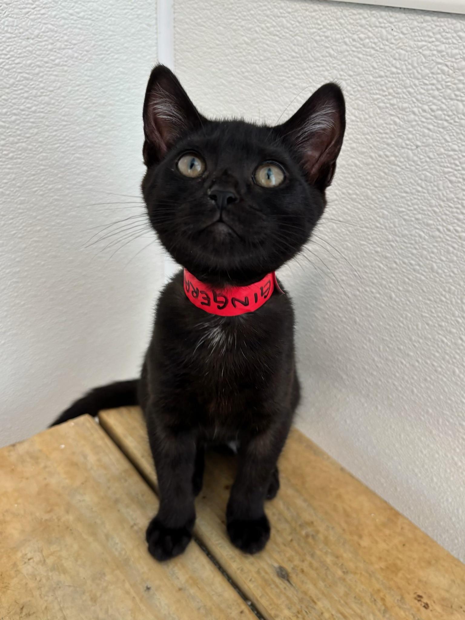 Gingerale, Adoptable, Kitten Male Domestic Short Hair.