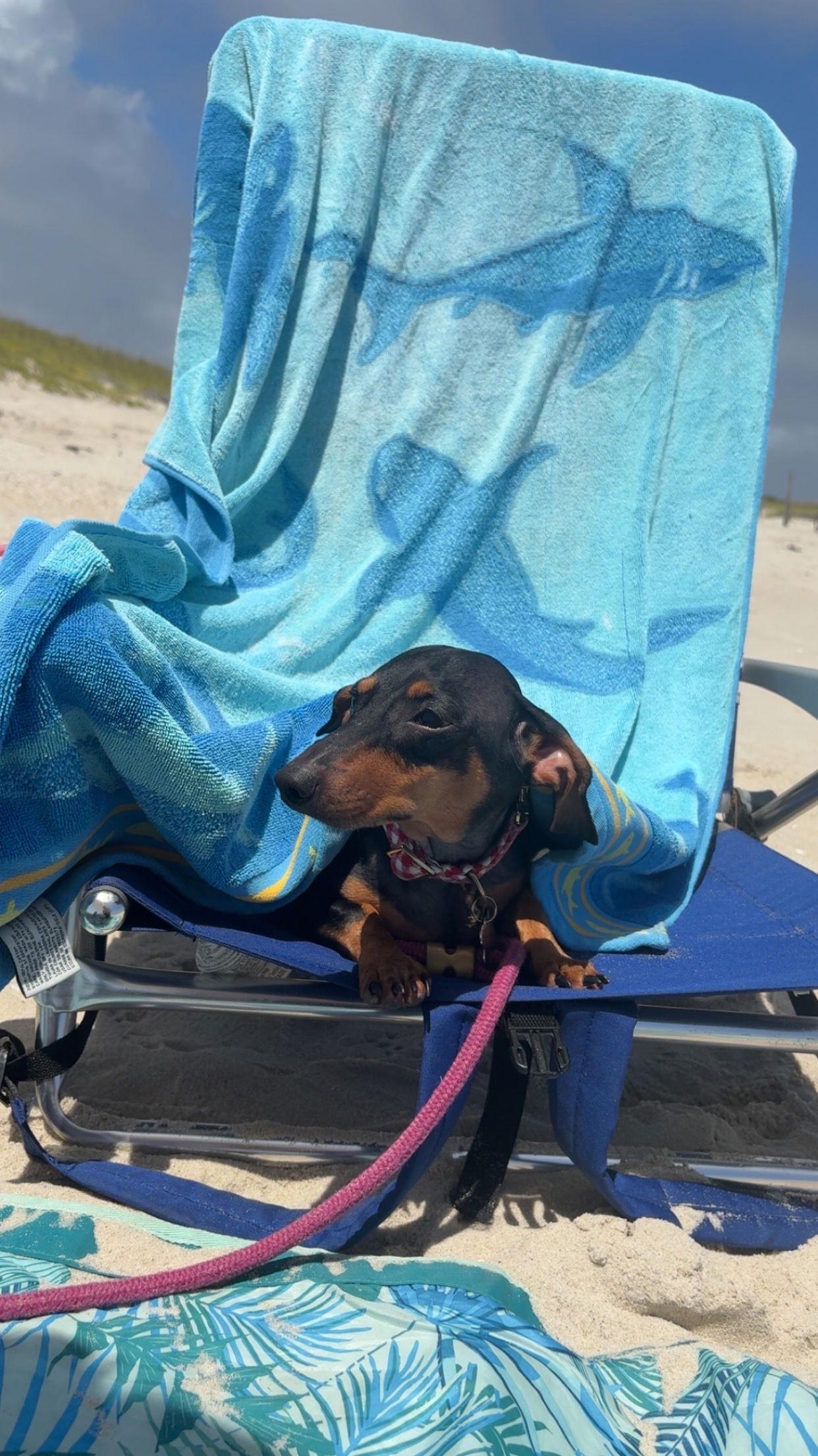 Enlarge Spencer2, a Adopted Dachshund in West Columbia, SC image 1/3