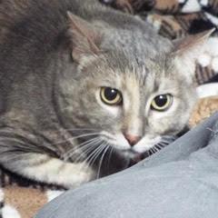 Ellie, Adult Female unknown