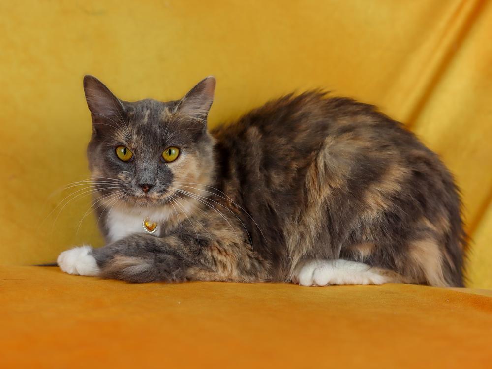 Enlarge Satin, a Adoptable Calico in Lewisburg, TN image 1/1