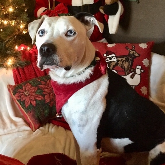 Adorable handsome MAX , a Adoptable mixed breed in Acton, CA image 1/6