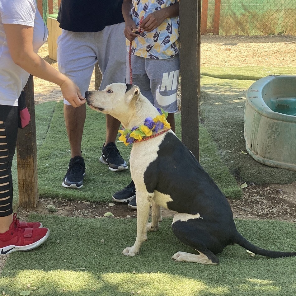 Adorable handsome MAX , a Adoptable mixed breed in Acton, CA image 3/6