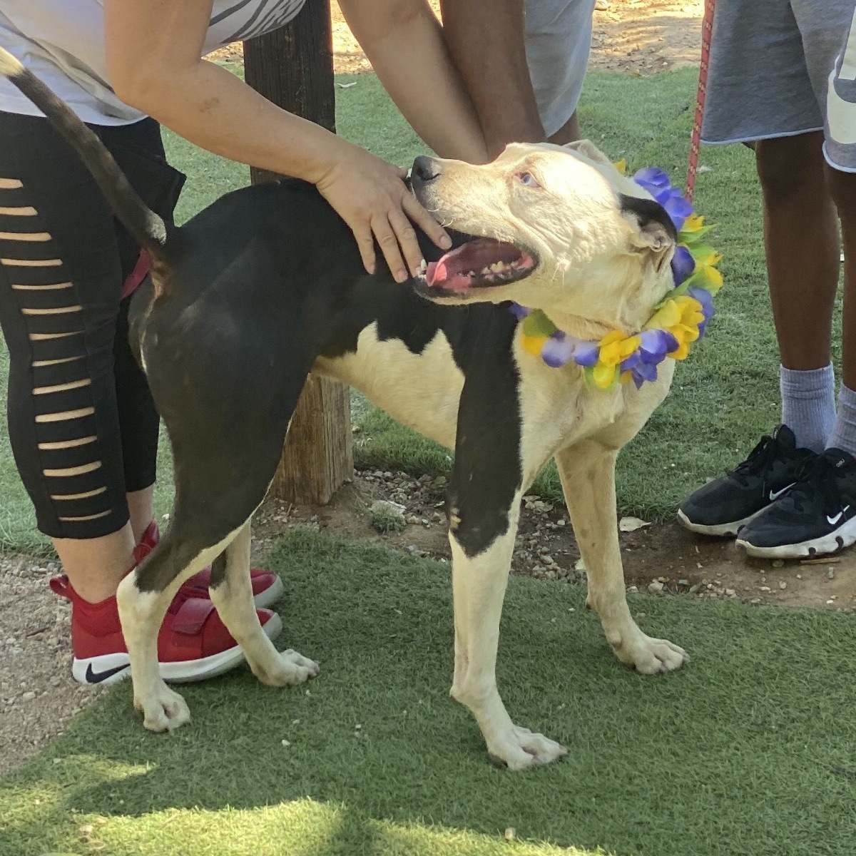 Adorable handsome MAX , Adoptable, Adult Male American Bulldog & Catahoula Leopard Dog.
