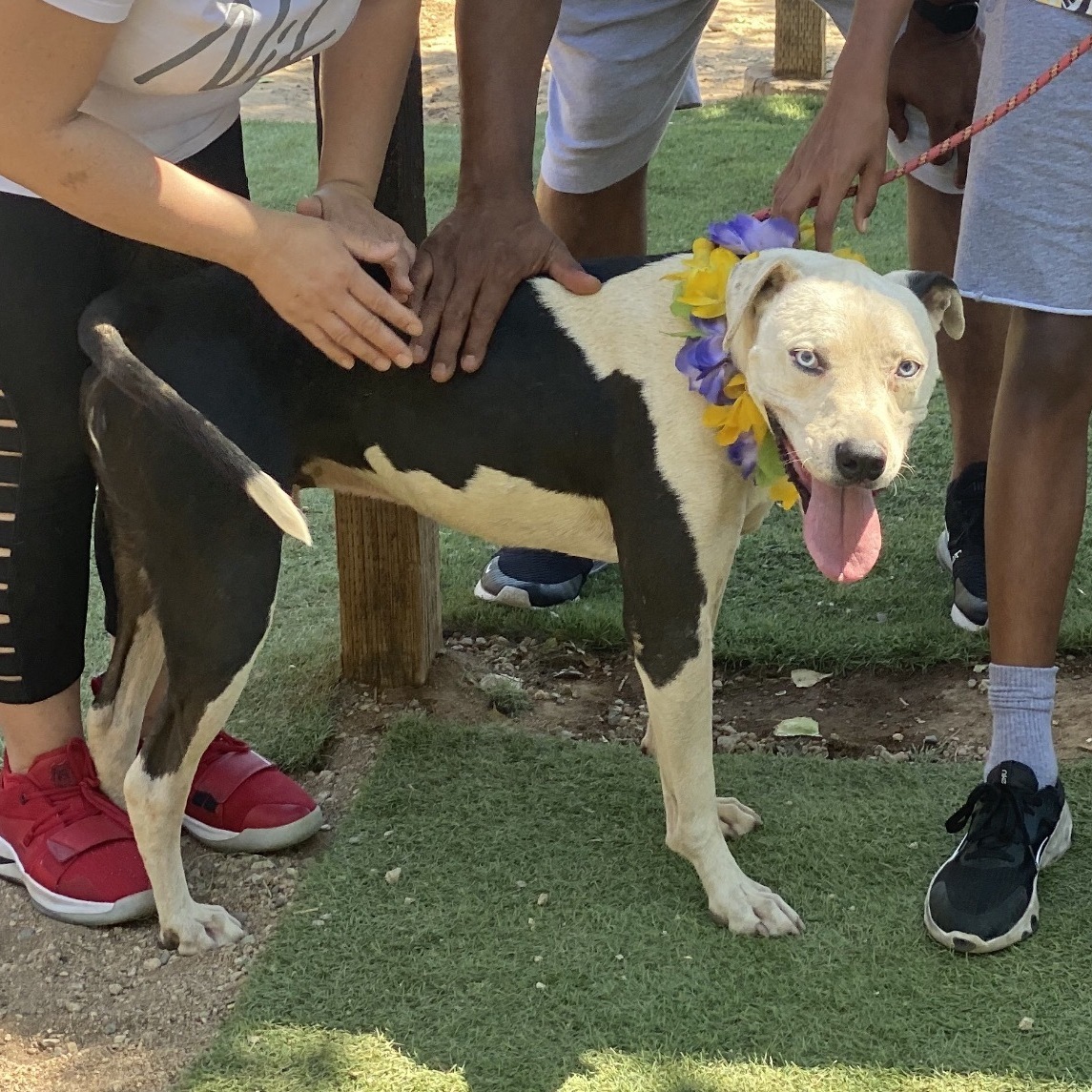 Adorable handsome MAX , a Adoptable mixed breed in Acton, CA image 6/6