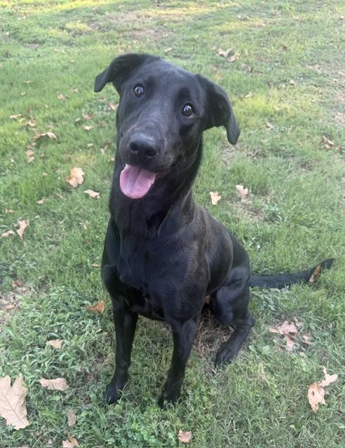 Enlarge Millie, a Adopted Black Labrador Retriever in Corsicana, TX image 4/5